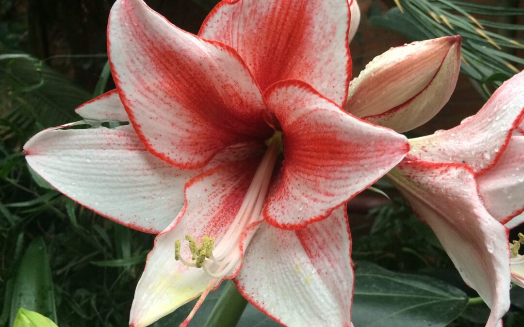 Workshop: Makro und Blumen im Kunstlicht